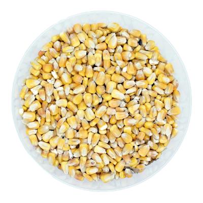 🌽 Beikircher Getrocknete ganze Maiskörner für Rinder (Preis auf Anfrage) 🌽